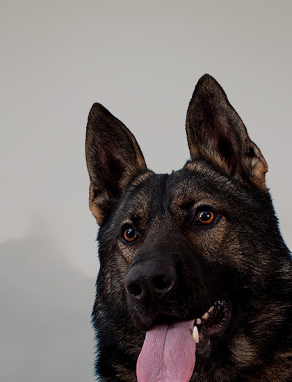 K-9 Security Services